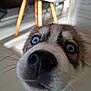 Aska participe au concours pour gagner de l'argent avec cette photo : adorable, blue_eyes, chair, close_up, curious, dog, floor, furniture, gaze, home, husky, indoor, muzzle, nose, pet, portrait, puppy, shallow_depth_of_field, soft_fur, whiskers