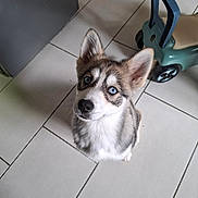 Aska participe au concours pour gagner de l'argent avec cette photo : blue_eyes, cute, dog, ears, floor_tiles, fur, gaze, home, husky, indoor, looking_up, nose, paws, pet, portrait, puppy, sitting, tile_floor, toy_car, whiskers