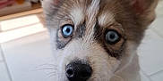 Aska participe au concours pour gagner de l'argent avec cette photo : baby_bottle, blue_eyes, books, close_up, curious, dog, domestic_animal, ears, furniture, husky, indoor, nose, paws, pet, portrait, puppy, shelf, tile_floor, toy, whiskers