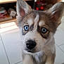 baby_bottle, blue_eyes, books, close_up, curious, dog, domestic_animal, ears, furniture, husky, indoor, nose, paws, pet, portrait, puppy, shelf, tile_floor, toy, whiskers