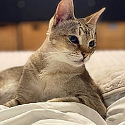 Neo joined the competition — help win amazing prizes! cat, feline, pet, animal, indoor, bed, blanket, relaxing, whiskers, ears, fur, portrait, closeup, cute, domestic, mammal, sleepy, cozy, resting, soft