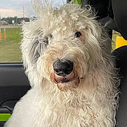 Ghost joined the competition — help win amazing prizes! dog, curly_fur, white_dog, car_interior, window, seat, nose, pet, animal, fur, curious, closeup, indoor, companion, mammal, vehicle, passenger_seat, domestic_animal, portrait, fluffy