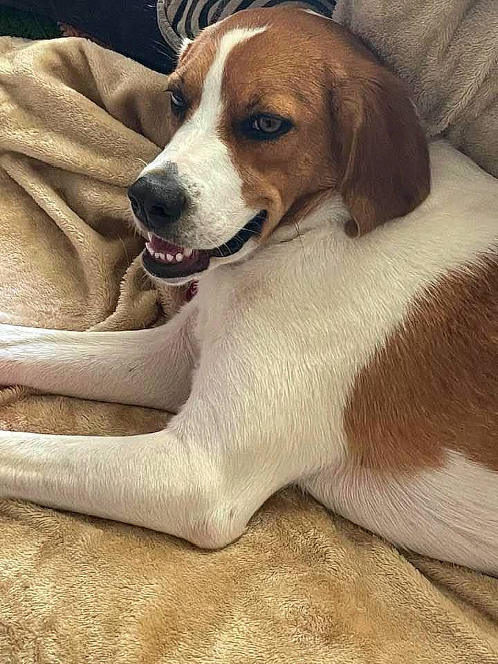 Emily is registered to the contest to win money with this photo: bored, canidae, carnivore, collar, comfort, companion_dog, dog, dog_breed, dog_supply, fawn, fur, hound, paw, scent_hound, snout, sporting_group, terrestrial_animal, whiskers, working_animal