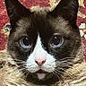 cat, close_up, portrait, blue_eyes, whiskers, fur, animal, pet, indoor, face, muzzle, ears, pink_nose, black_and_white, brown_fur, patterned_background, carpet, looking_at_camera, cute, feline