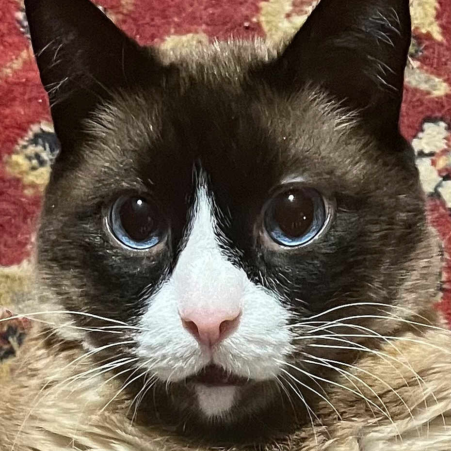 Todd
