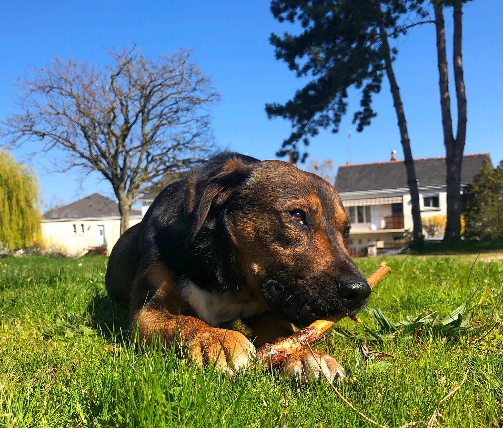 Dick participe au concours pour gagner de l'argent avec cette photo : canidae, carnivore, companion_dog, dog, dog_breed, grass, lawn, mammal, plant, sky, snout, sporting_group