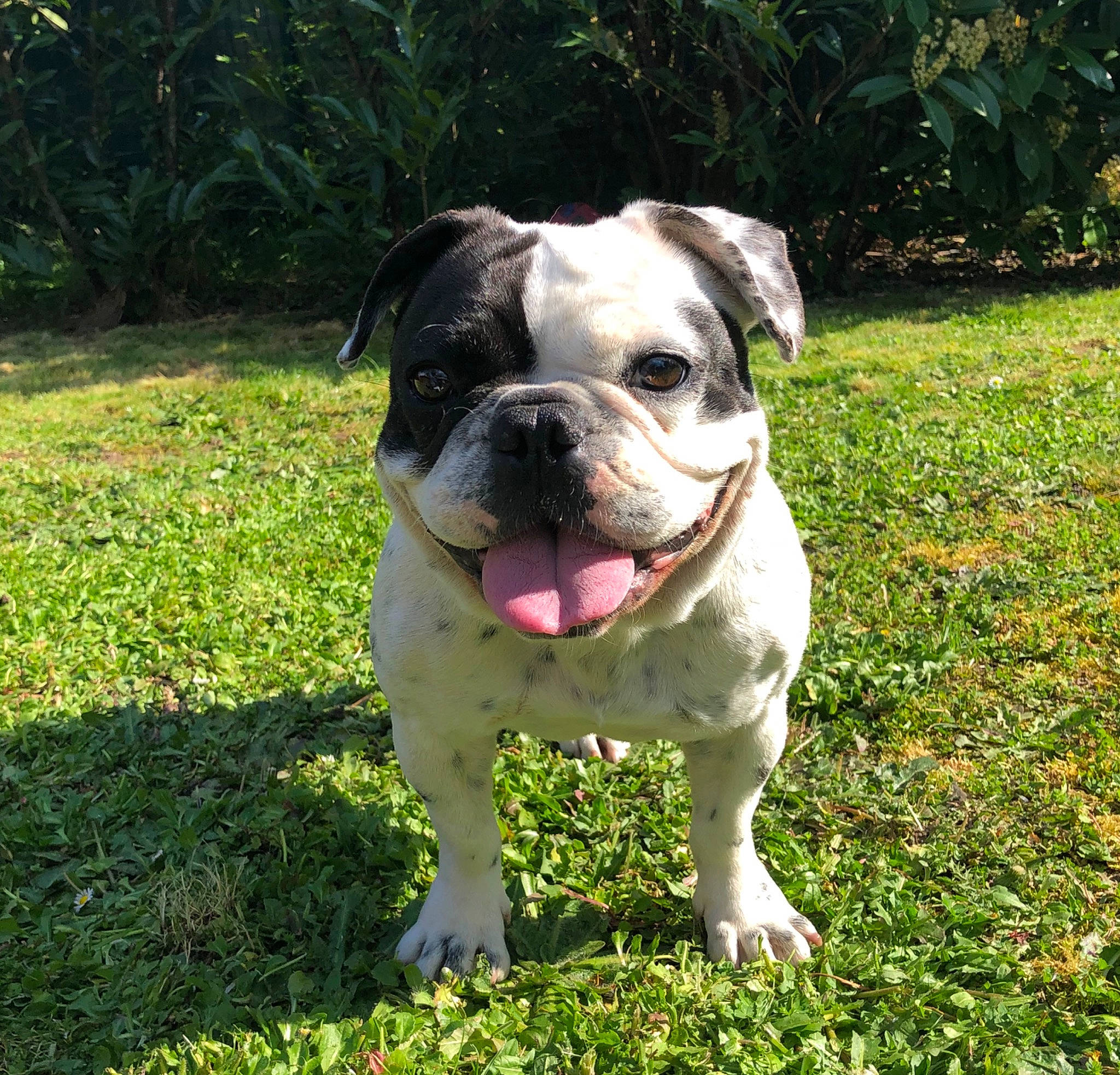 Pepette a rejoint le concours — aidez-le/la à gagner de superbes lots ! american_bulldog, australian_bulldog, british_bulldogs, bulldog, canidae, carnivore, companion_dog, dog, dog_breed, dorset_olde_tyme_bulldogge, mammal, molosser, non_sporting_group, old_english_bulldog, olde_english_bulldogge, renascence_bulldogge, toy_bulldog, valley_bulldog, vertebrate, white_english_bulldog