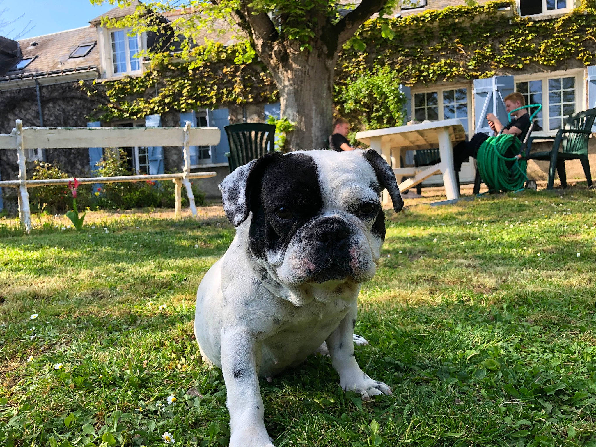 Pepette participe au concours pour gagner de l'argent avec cette photo : american_bulldog, australian_bulldog, bulldog, canidae, carnivore, companion_dog, dog, dog_breed, grass, mammal, non_sporting_group, old_english_bulldog, olde_english_bulldogge, rare_breed_dog, renascence_bulldogge, snout, sporting_group, toy_bulldog, valley_bulldog, vertebrate