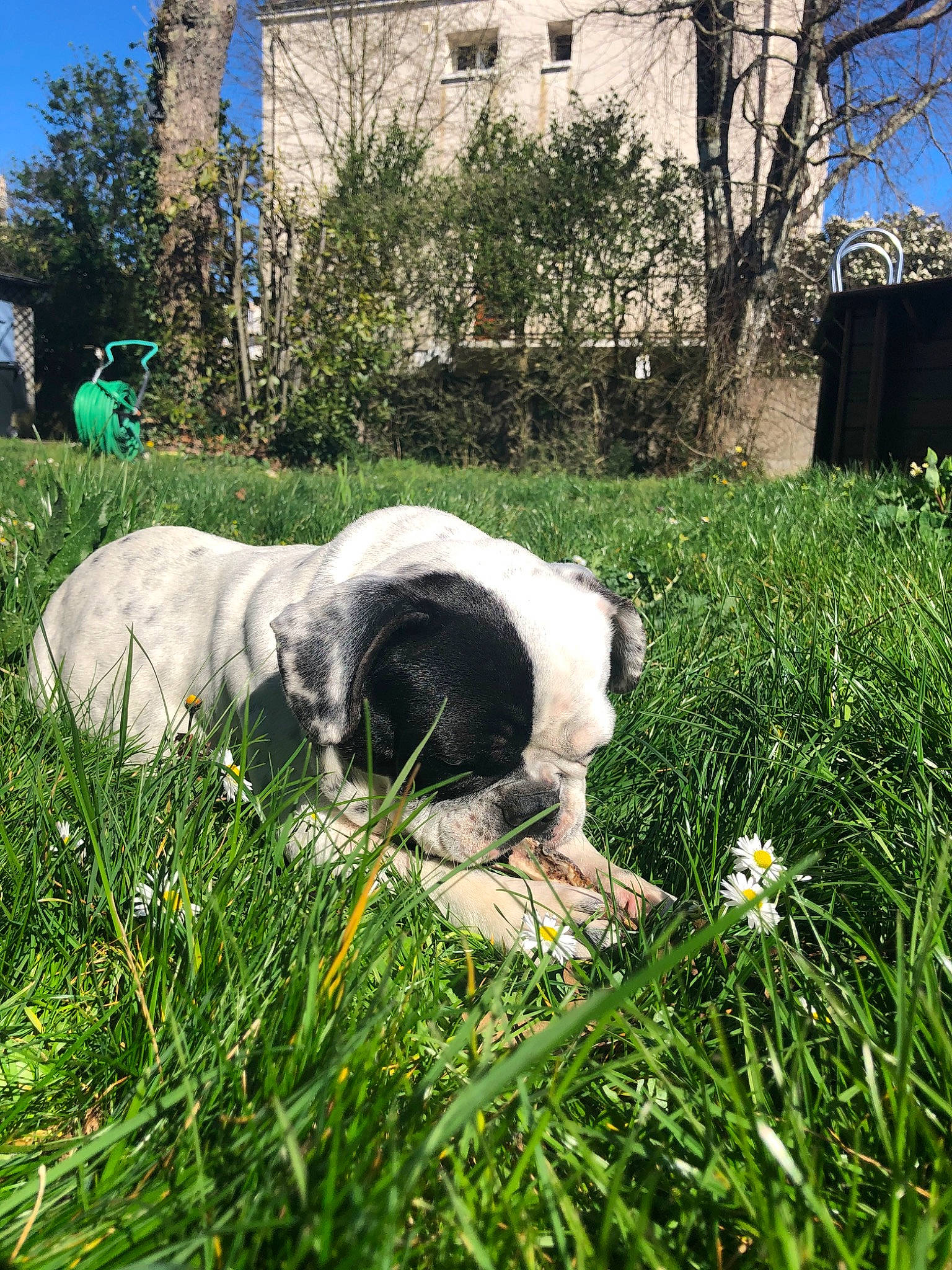 Pepette a rejoint le concours — aidez-le/la à gagner de superbes lots ! canidae, carnivore, dog, dog_breed, grass, grass_family, landseer, meadow, pasture, plant, pyrenean_mastiff, sporting_group
