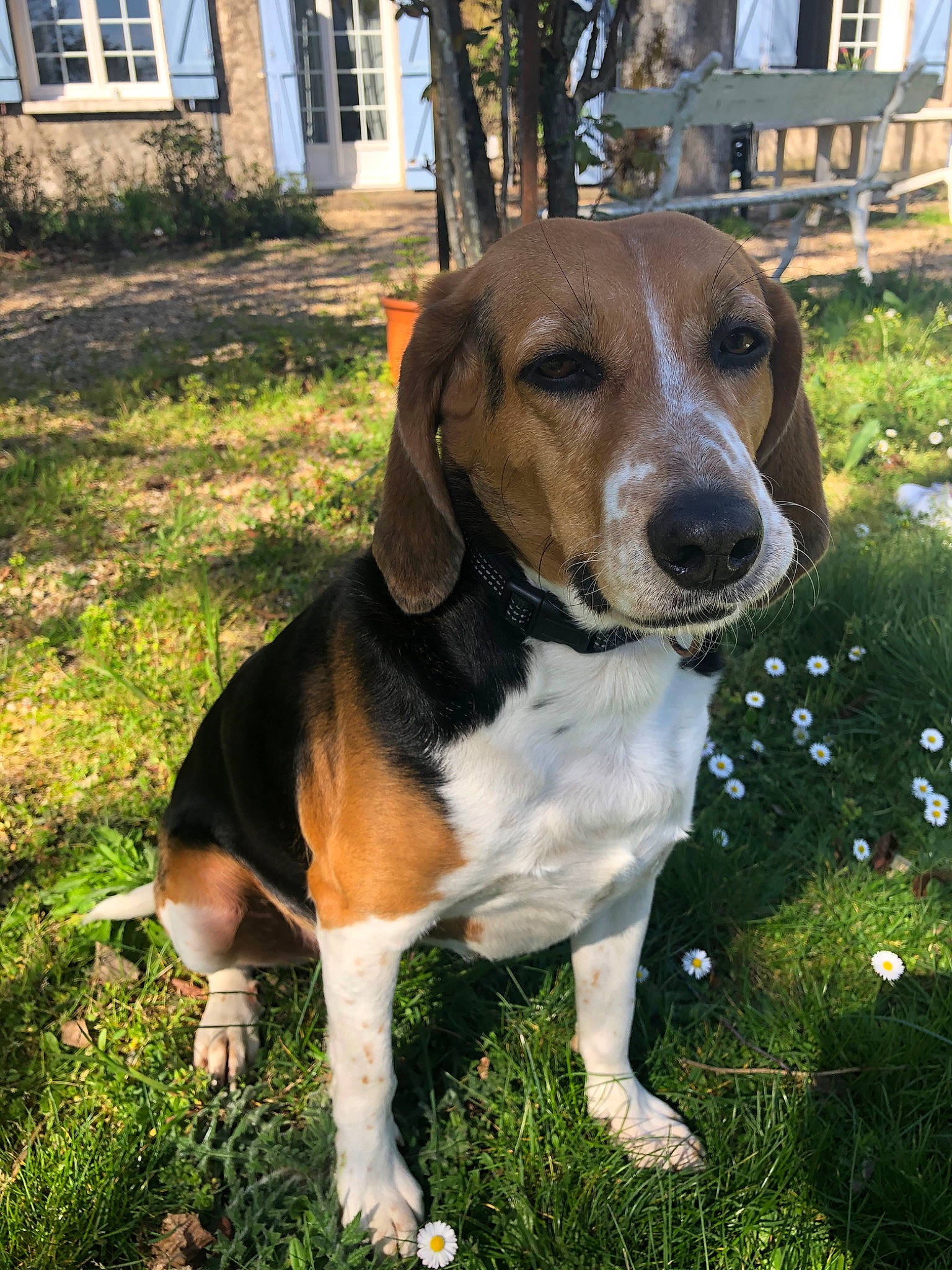 Gaby a rejoint le concours — aidez-le/la à gagner de superbes lots ! american_foxhound, basset_artesien_normand, beagle, beagle_harrier, canidae, carnivore, companion_dog, dog, dog_breed, estonian_hound, finnish_hound, hamiltonstovare, harrier, hound, mammal, posavac_hound, scent_hound, serbian_tricolour_hound, treeing_walker_coonhound, vertebrate