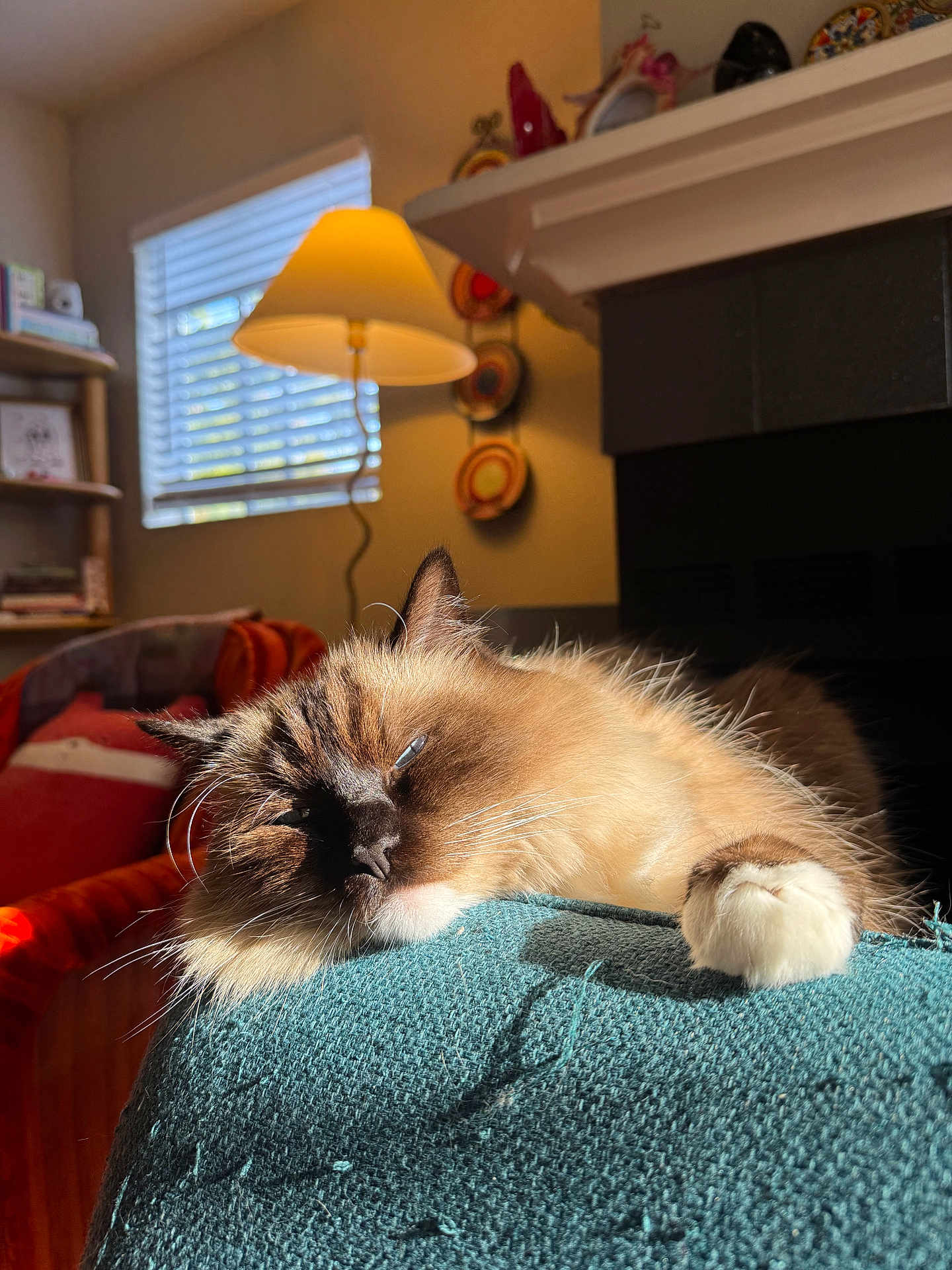 Winnie is registered to the contest to win money with this photo: cat, long_hair, fluffy, paw, whiskers, sunlight, cozy, living_room, lamp, window, cushion, blanket, furniture, fireplace, portrait, close_up, nap, pet, warm_light, indoor