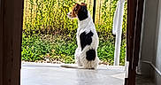 Naira participe au concours pour gagner de l'argent avec cette photo : dog, jack_russell, black_and_white, sitting, profile, outdoors, garden, doorway, patio, tiles, greenery, plants, vines, sunlight, natural_light, animal, pet, backyard, portrait, domestic_scene
