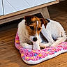 dog, puppy, brown_and_white, jack_russell, pet, animal, curled_up, lying_down, cushion, pink, colorful, wooden_floor, indoor, furniture, home, portrait, floppy_ears, white_fur, brown_fur, cozy