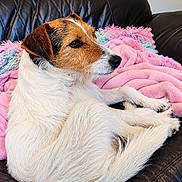 Naira participe au concours pour gagner de l'argent avec cette photo : dog, jack_russell_terrier, pet, animal, canine, portrait, close_up, sitting, lounging, white_fur, brown_fur, floppy_ears, black_nose, indoors, leather_couch, pink_blanket, blue_blanket, home, relaxed, photography