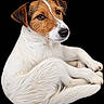 dog, jack_russell_terrier, terrier, pet, animal, canine, white_fur, brown_fur, short_hair, floppy_ears, brown_eyes, black_nose, curled_up, sitting, portrait, closeup, studio_lighting, black_background, detailed_fur, adorable