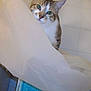Mic participe au concours pour gagner de l'argent avec cette photo :