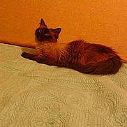 Totem participe au concours pour gagner de l'argent avec cette photo :