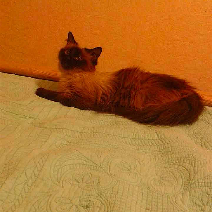 Totem