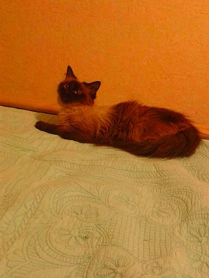 Totem