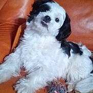 T'Ibout participe au concours pour gagner de l'argent avec cette photo : animal, baby, canine, chair, cockerspaniel, couch, cushion, dog, eskimodog, furniture, homedecor, hound, papillon, person, pet, poodle, puppy, sleeping, terrier, white