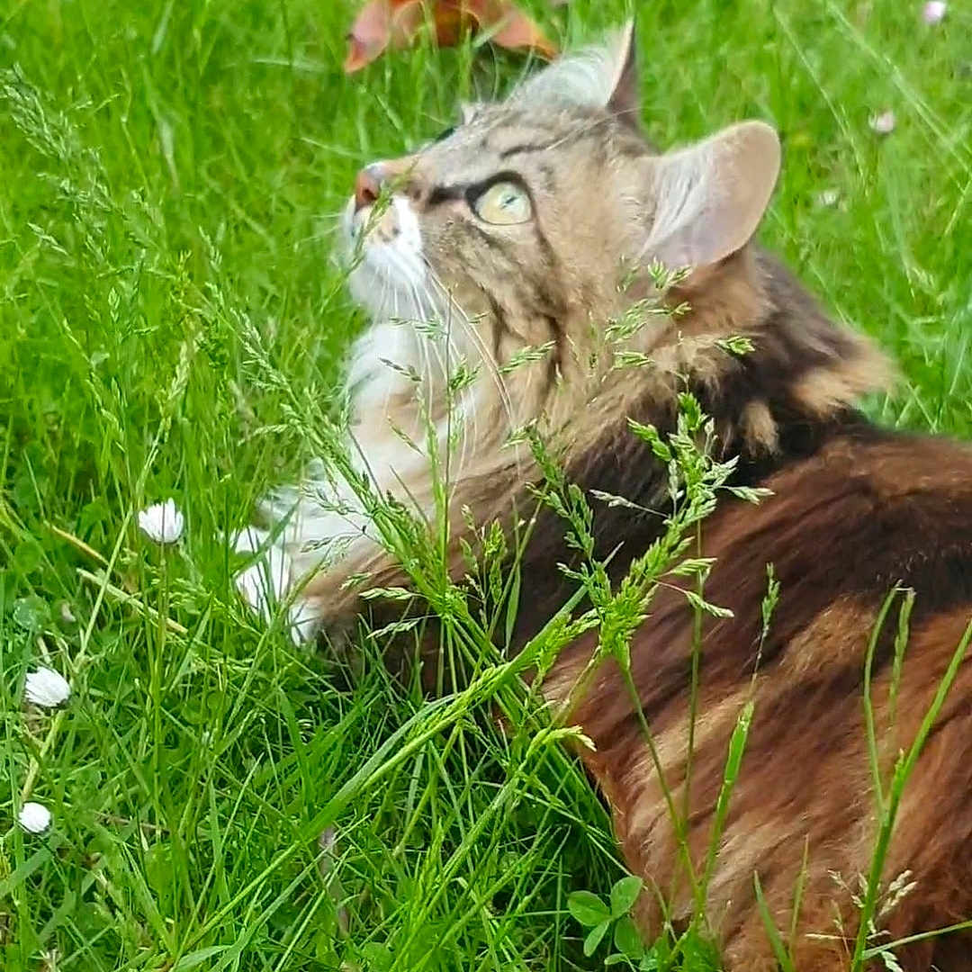 Câline a rejoint le concours — aidez-le/la à gagner de superbes lots ! alert, animal, cat, closeup, curious, ears, feline, flowers, fluffy, grass, greenery, meadow, nature, outdoor, pet, profile, relaxing, tabby, whiskers, wildflowers