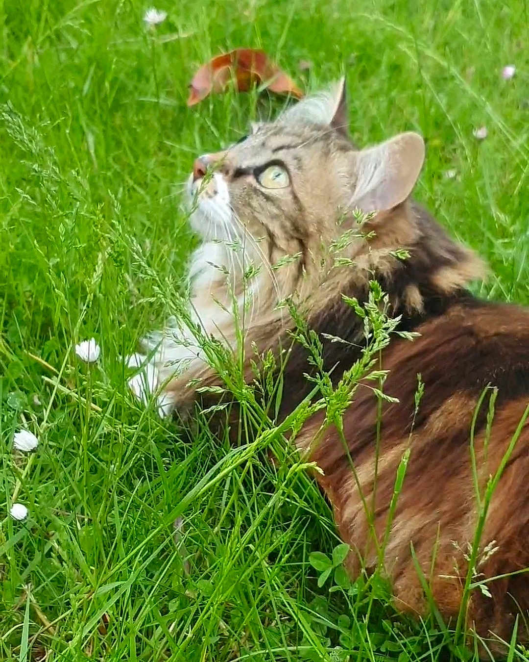 Câline