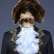 Buddy is registered to the contest to win money with this photo: bolonka, canidae, carnivore, collar, dog, dog_breed, dog_clothes, fashion_accessory, formal_wear, fur, havanese, jacket, liver, non_sporting_group, outerwear, scarf, schnoodle, suit, tie, tuxedo