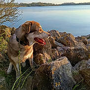 Youky a rejoint le concours — aidez-le/la à gagner de superbes lots ! animal, calm, canine, daytime, dog, fur, grass, lake, landscape, leash, muzzle, nature, outdoor, pet, rocks, sky, sunlight, sunset, tree_branch, water
