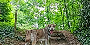 Youky participe au concours pour gagner de l'argent avec cette photo : adventure, animal, canine, daytime, dog, forest, greenery, happy, leash, nature, outdoor, path, pet, steps, summer, tongue_out, trail, trees, walking, woodland