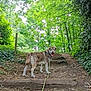 adventure, animal, canine, daytime, dog, forest, greenery, happy, leash, nature, outdoor, path, pet, steps, summer, tongue_out, trail, trees, walking, woodland