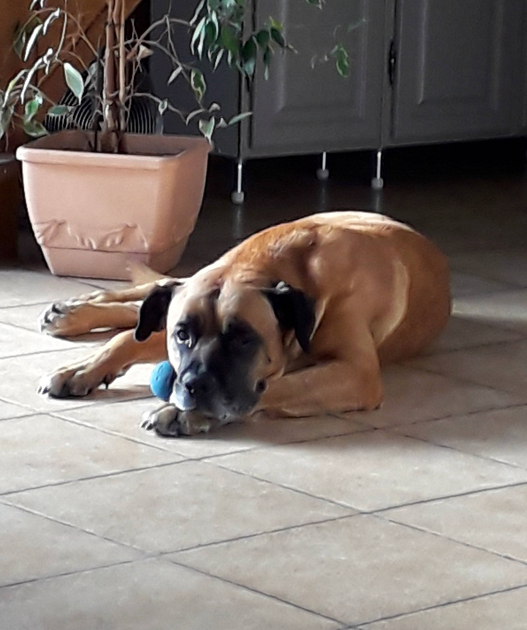 Arthur participe au concours pour gagner de l'argent avec cette photo : black_mouth_cur, boerboel, boxer, bullmastiff, canidae, carnivore, dog, dog_breed, english_mastiff, fawn, flooring, great_dane, guard_dog, mammal, perro_de_presa_mallorquin, snout, vertebrate, working_dog
