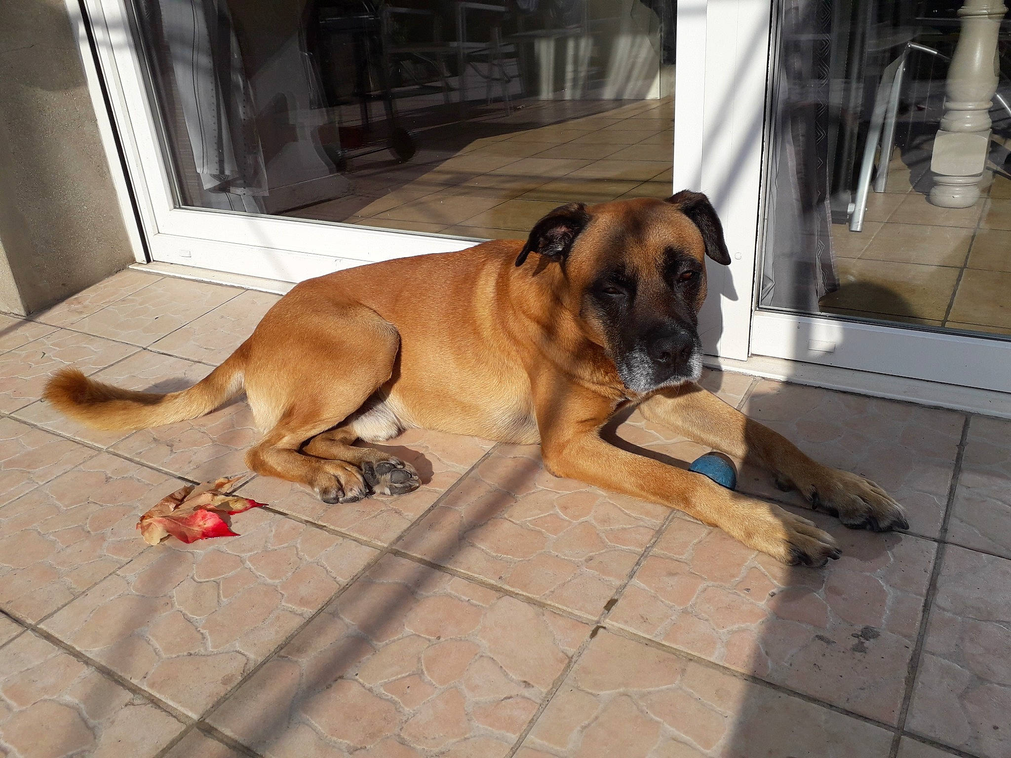 Arthur participe au concours pour gagner de l'argent avec cette photo : black_mouth_cur, boerboel, bullmastiff, canidae, carnivore, dog, dog_breed, english_mastiff, fawn, guard_dog, mammal, perro_de_presa_mallorquin, rare_breed_dog, snout, tosa, vertebrate, working_dog