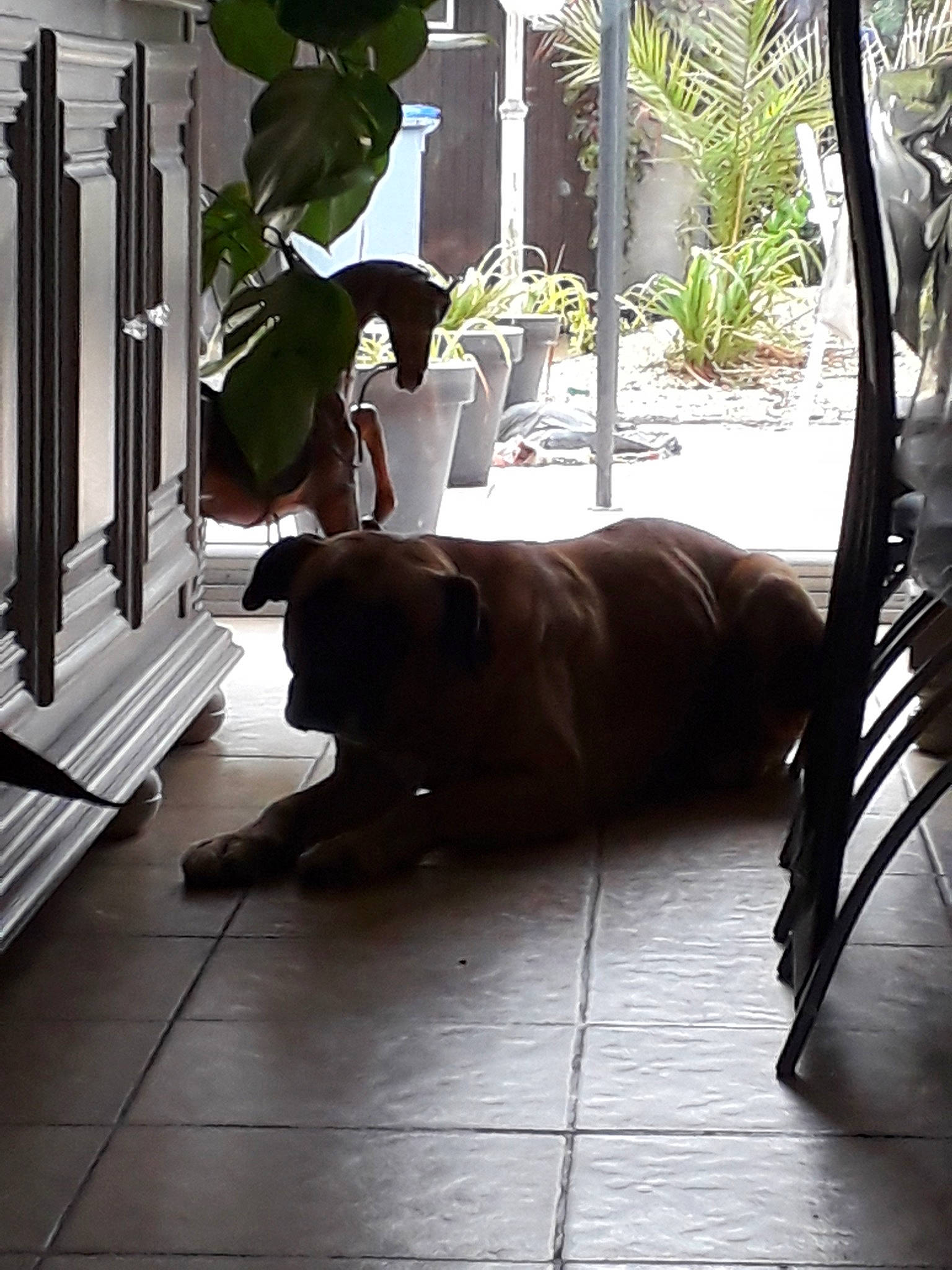 Arthur participe au concours pour gagner de l'argent avec cette photo : canidae, carnivore, dachshund, dog, dog_breed, fawn, floor, flooring, great_dane, guard_dog, home, labrador_retriever, non_sporting_group, porch, sporting_group, window