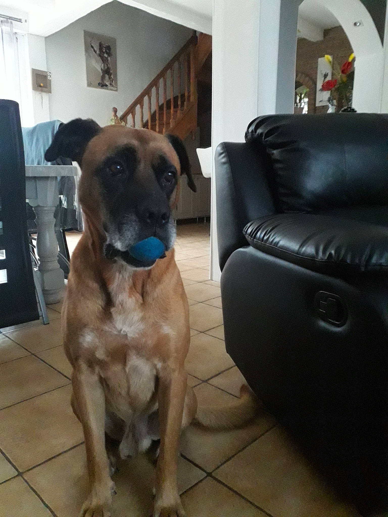 Arthur participe au concours pour gagner de l'argent avec cette photo : black_mouth_cur, boerboel, boxer, bullmastiff, canidae, carnivore, chair, companion_dog, dog, dog_breed, english_mastiff, fawn, great_dane, guard_dog, mammal, non_sporting_group, snout, sporting_group, vertebrate
