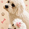 adorable, animal, bone, closeup, companion, cute, cute_accessory, decorative_background, dog, fluffy, friendship, fur, heart, paw_print, pet, pink_bow, portrait, small_dog, studio, white_dog