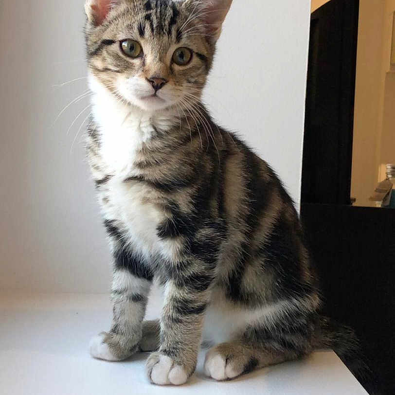 Romeo
