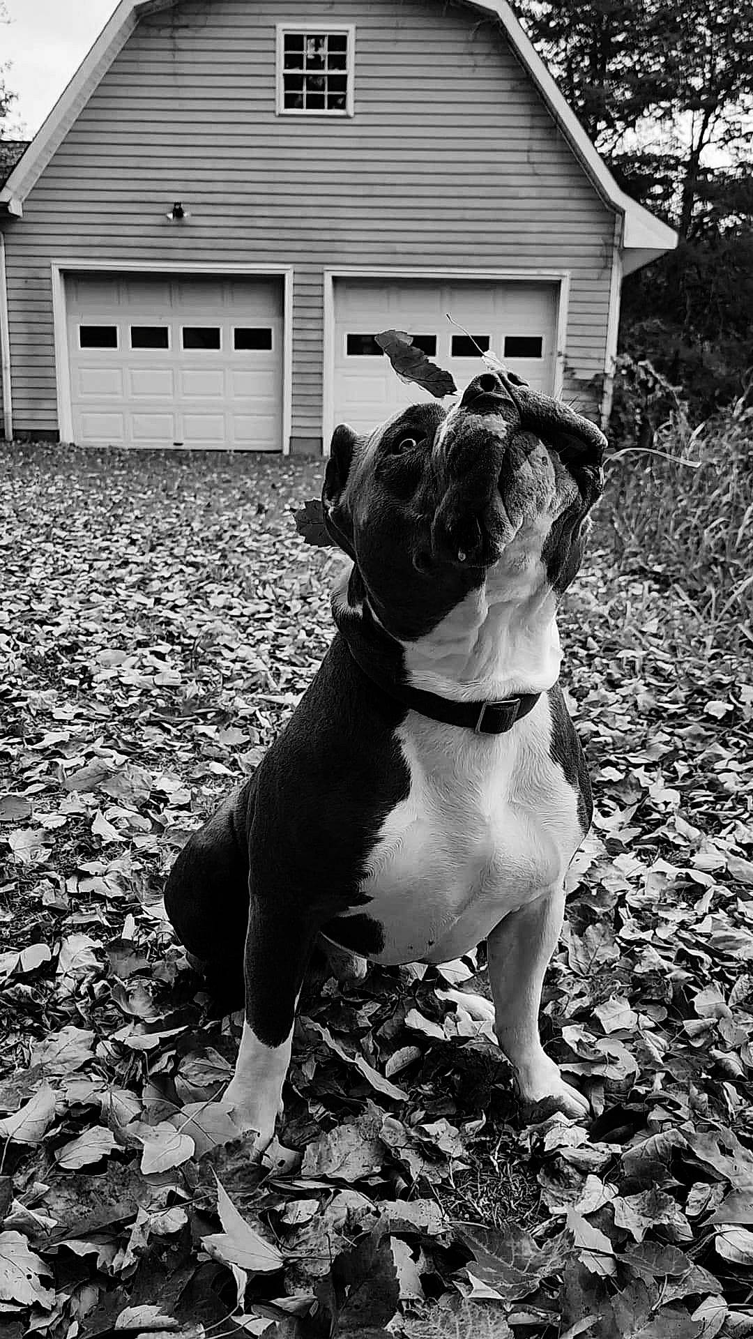 Lincoln joined the competition — help win amazing prizes! black_and_white, carnivore, collar, companion_dog, dog, dog_breed, dog_collar, door, fawn, grass, house, monochrome, monochrome_photography, plant, snout, style, tree, white, window, working_animal