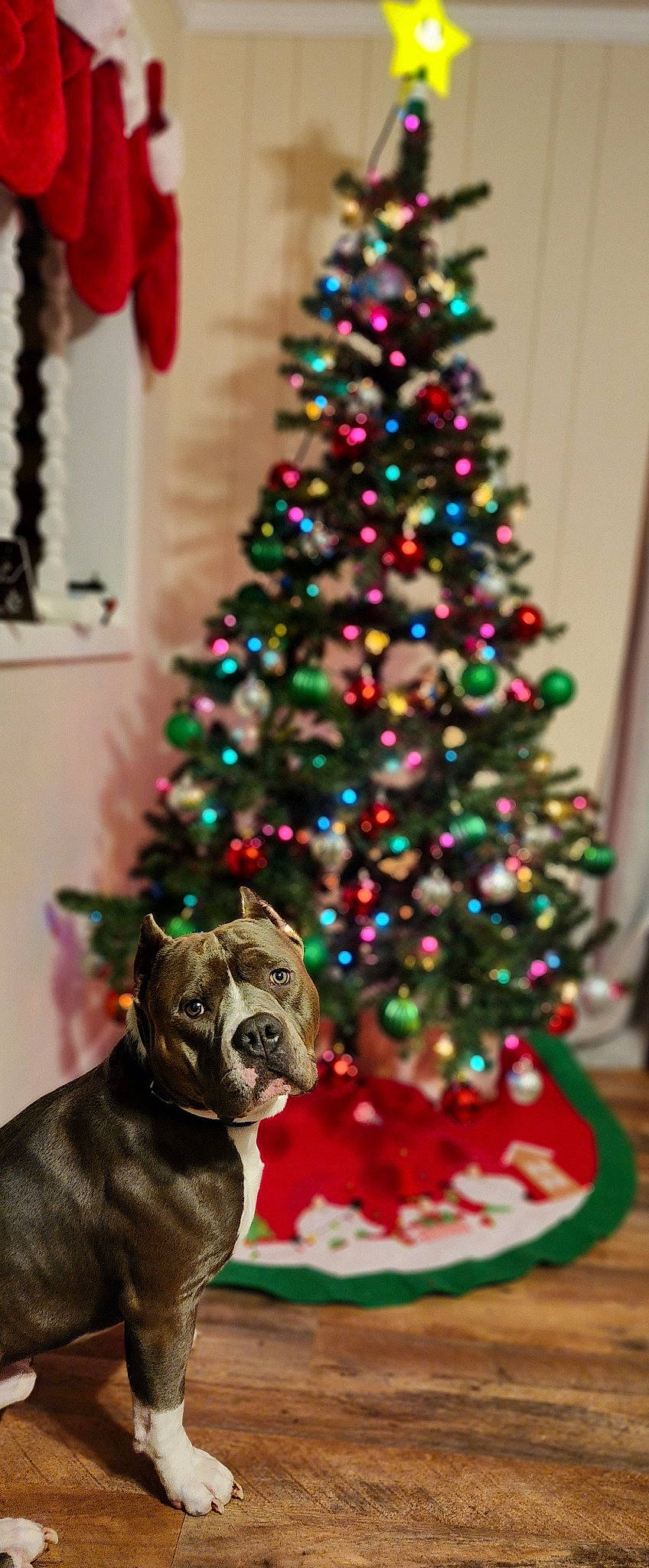 Lincoln is registered to the contest to win money with this photo: carnivore, christmas_decoration, christmas_ornament, christmas_tree, dog, dog_breed, event, evergreen, green, holiday_ornament, larch, light, lighting, liver, ornament, red, tints_and_shades, tree, wood, working_animal