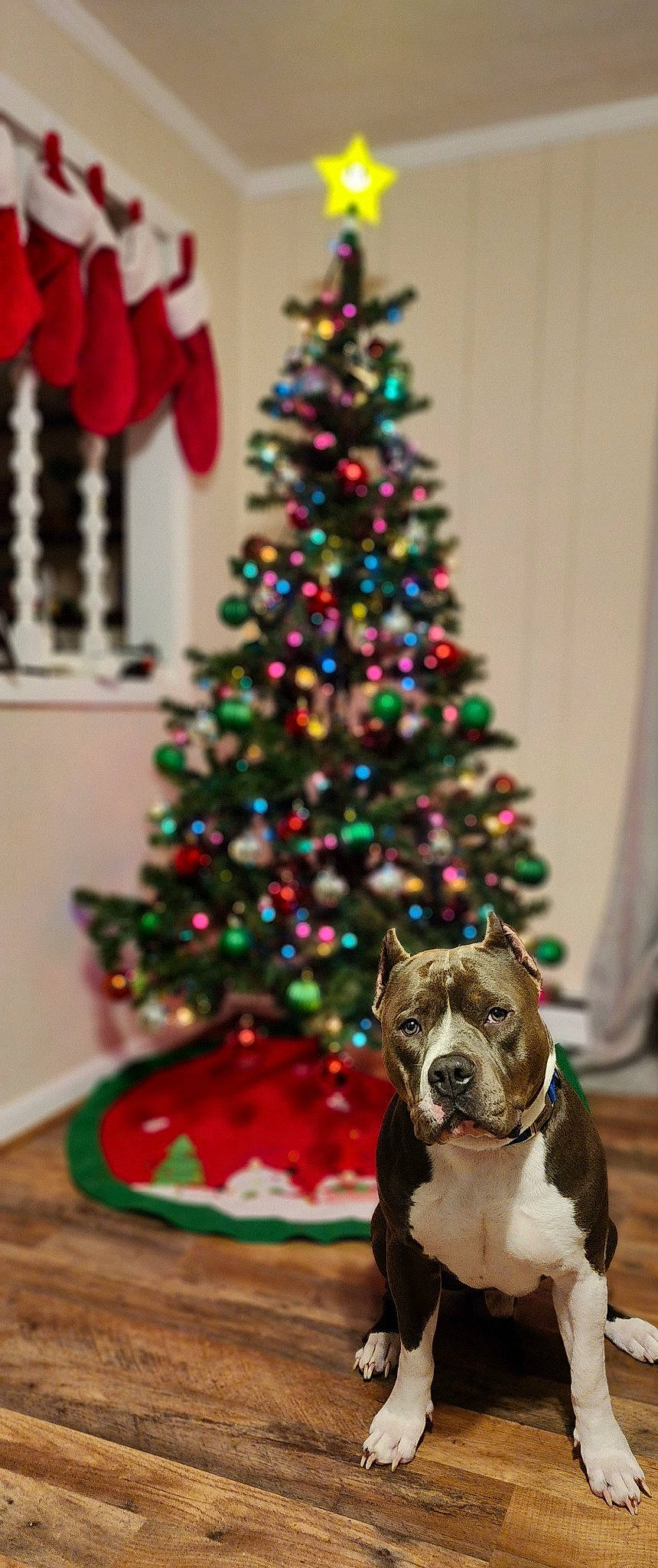 Lincoln joined the competition — help win amazing prizes! carnivore, christmas, christmas_decoration, christmas_ornament, christmas_tree, companion_dog, dog, dog_breed, event, evergreen, fawn, green, holiday, holiday_ornament, light, lighting, ornament, tints_and_shades, tree, white