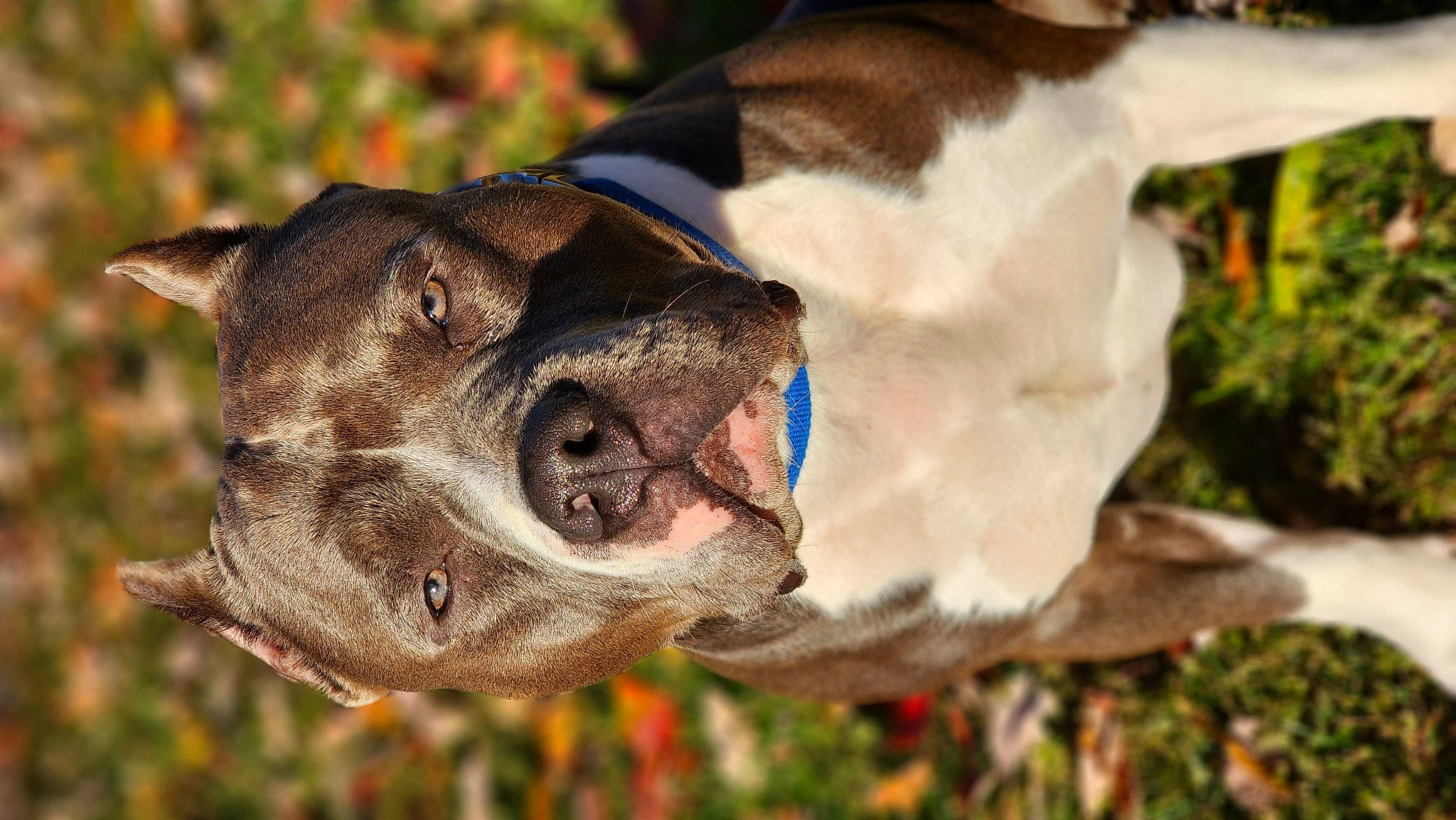 Lincoln is registered to the contest to win money with this photo: canidae, carnivore, collar, companion_dog, dog, dog_breed, dog_collar, fawn, fur, grass, leash, liver, pet_supply, plant, snout, sporting_group, terrestrial_animal, tree, whiskers, working_animal