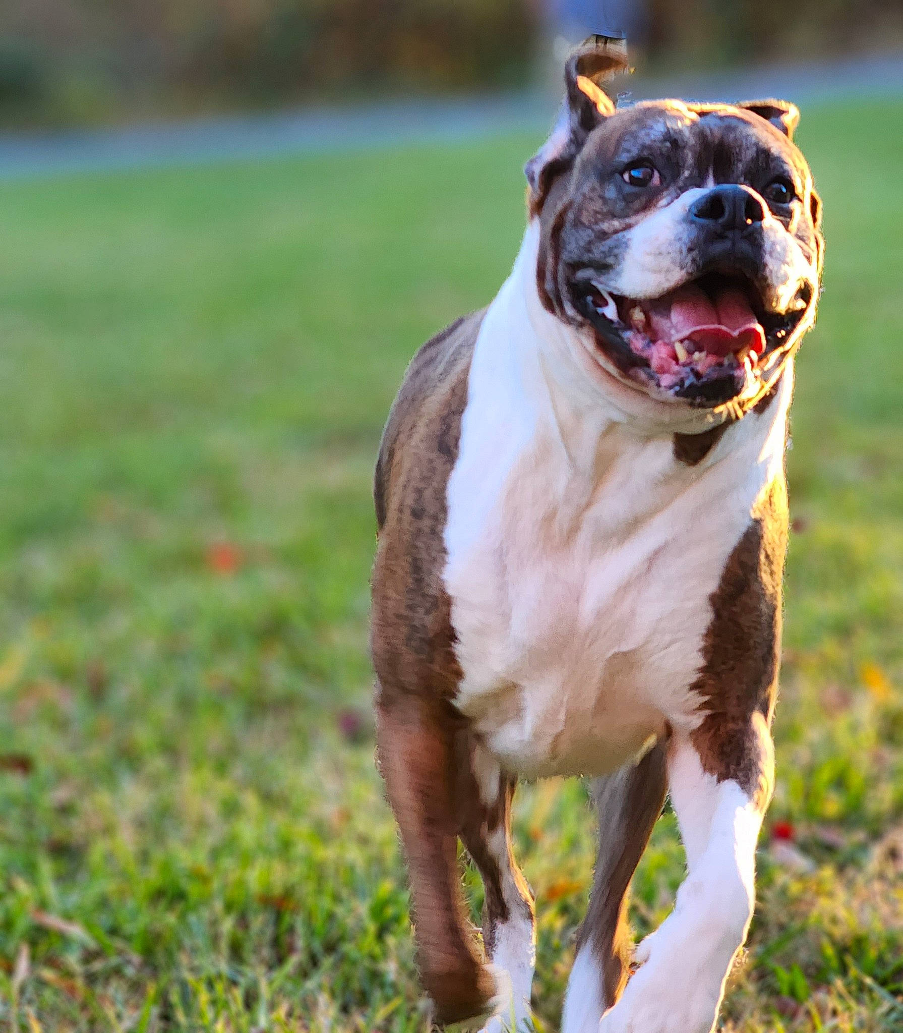 Diesel joined the competition — help win amazing prizes! ancient_dog_breeds, bulldog, canidae, carnivore, collar, companion_dog, dog, dog_breed, dog_collar, fawn, grass, leash, liver, molosser, plant, snout, sporting_group, whiskers, working_dog, wrinkle