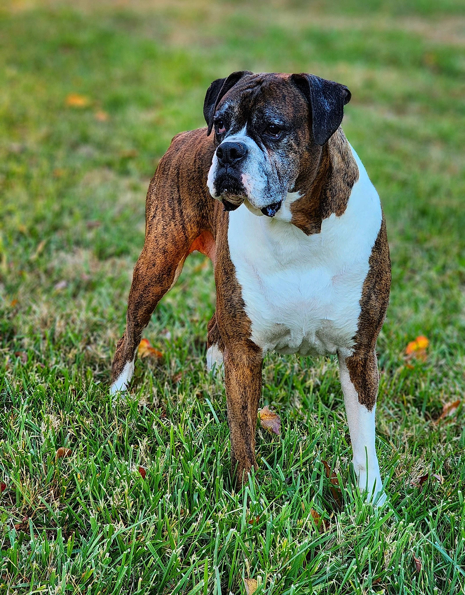 Diesel joined the competition — help win amazing prizes! boxer, canidae, carnivore, collar, companion_dog, dog, dog_breed, fawn, grass, grassland, groundcover, liver, people_in_nature, plant, snout, sporting_group, tail, terrestrial_animal, working_animal, working_dog