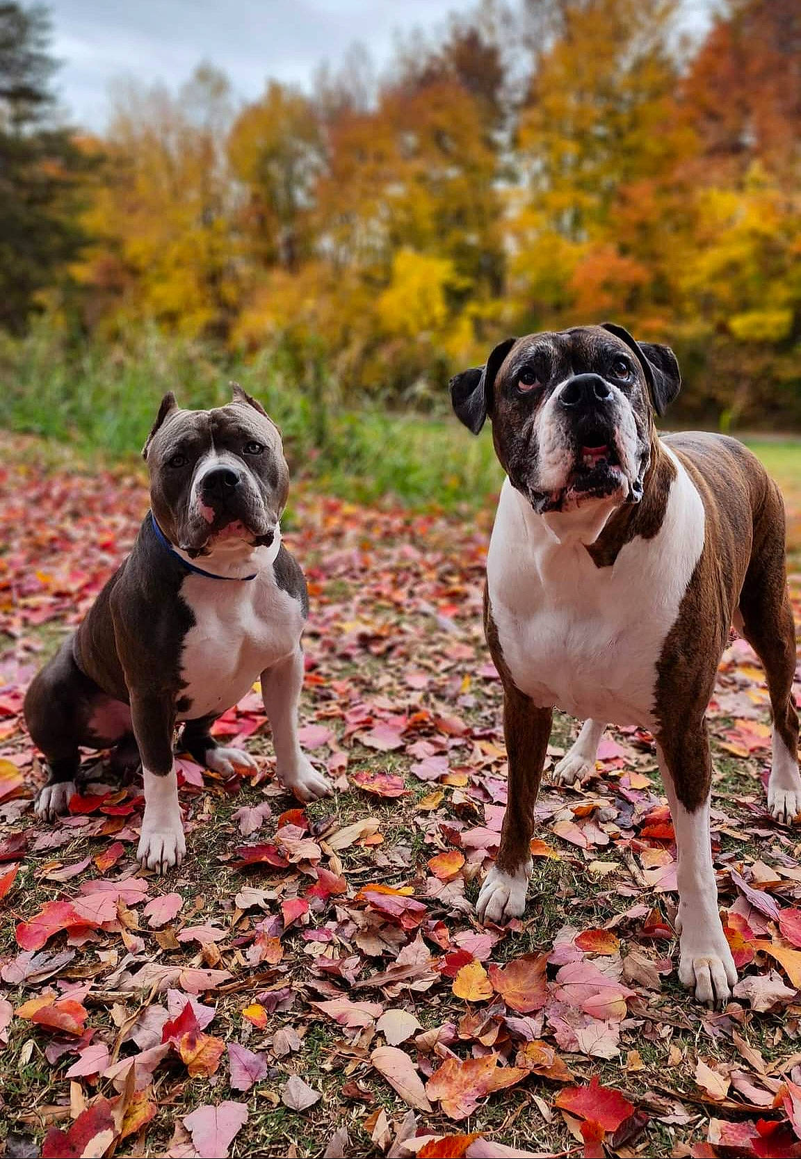 Diesel is registered to the contest to win money with this photo: adventure, boston_terrier, boxer, canidae, carnivore, companion_dog, dog, dog_breed, fawn, grass, groundcover, molosser, plant, snout, soil, sporting_group, tail, tree, wood, working_animal