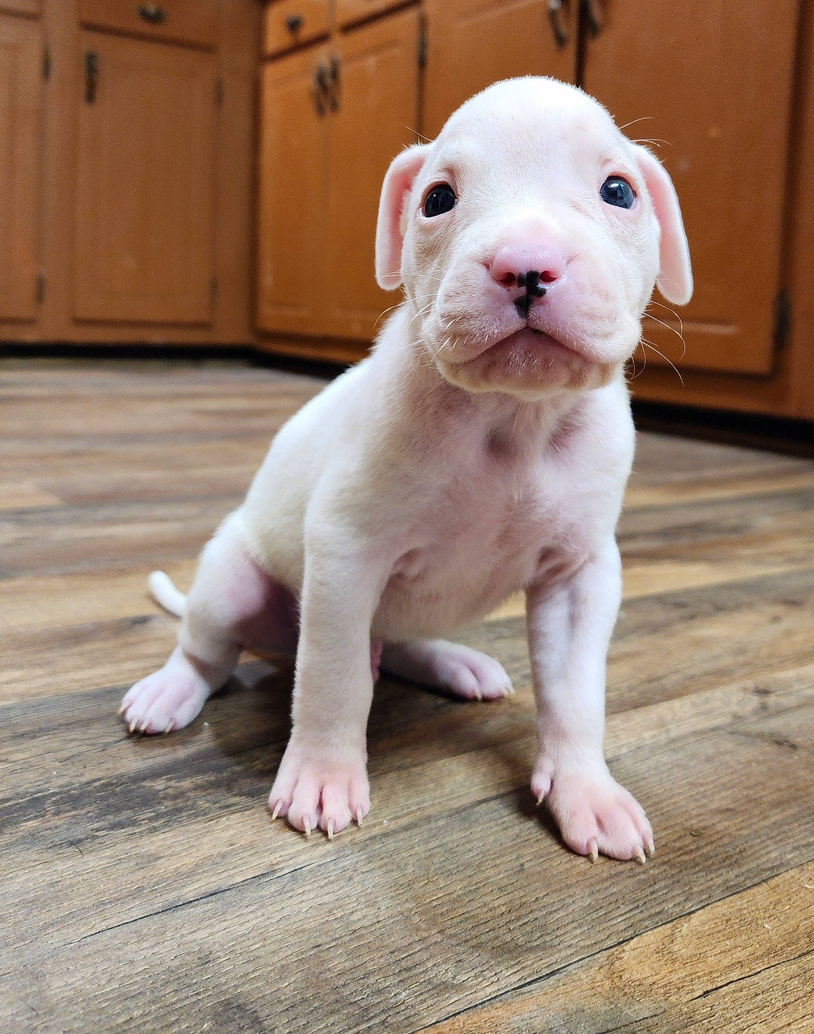 Everest joined the competition — help win amazing prizes! animal_figure, cabinetry, canidae, carnivore, companion_dog, dog_breed, fawn, flooring, foot, fur, hardwood, livestock, pink, snout, tail, terrestrial_animal, toy, whiskers, wood, working_animal