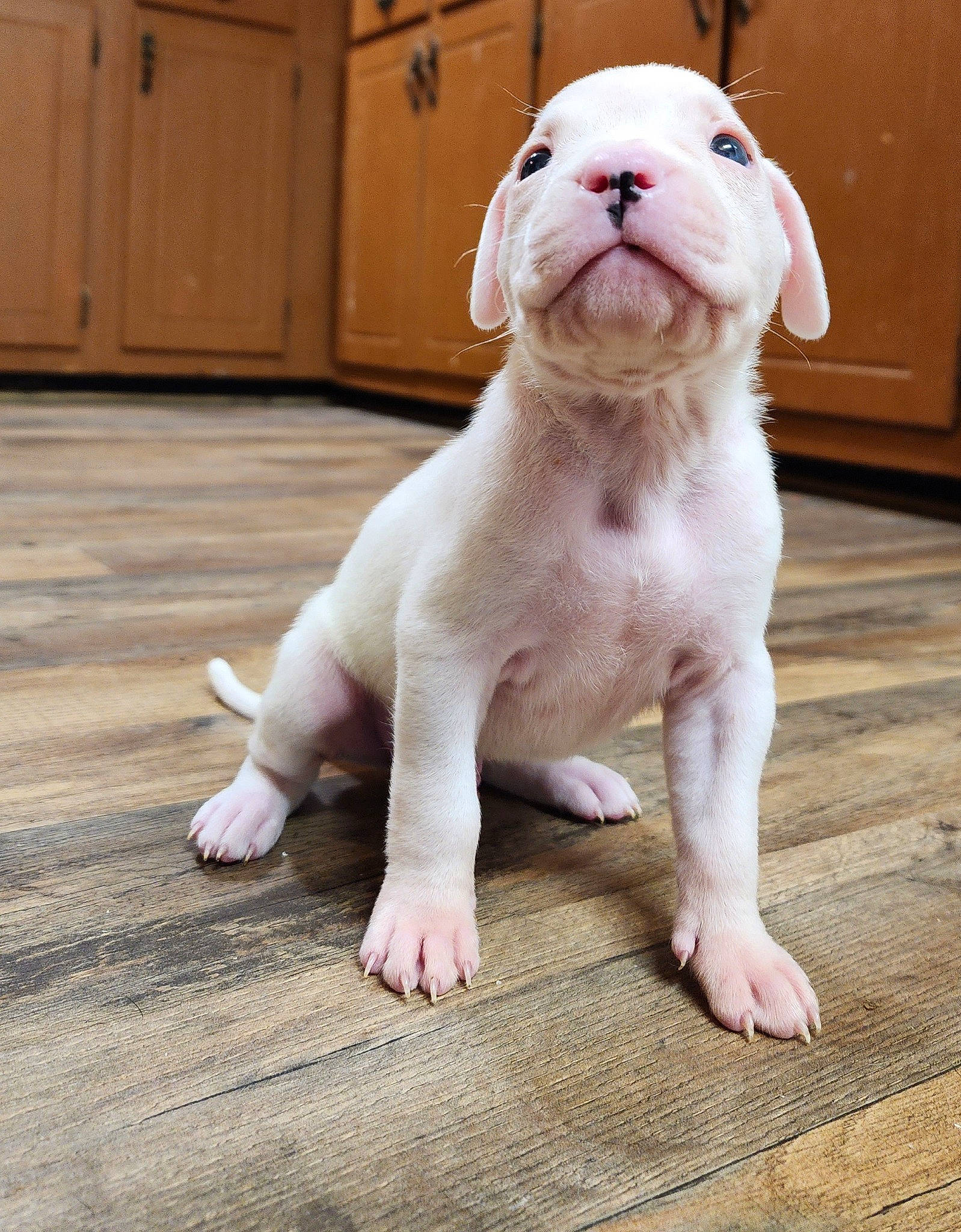 Everest is registered to the contest to win money with this photo: cabinetry, carnivore, companion_dog, dog, dog_breed, fawn, flooring, foot, fur, hardwood, paw, pet_supply, snout, sporting_group, tail, terrestrial_animal, toy, whiskers, wood, working_animal