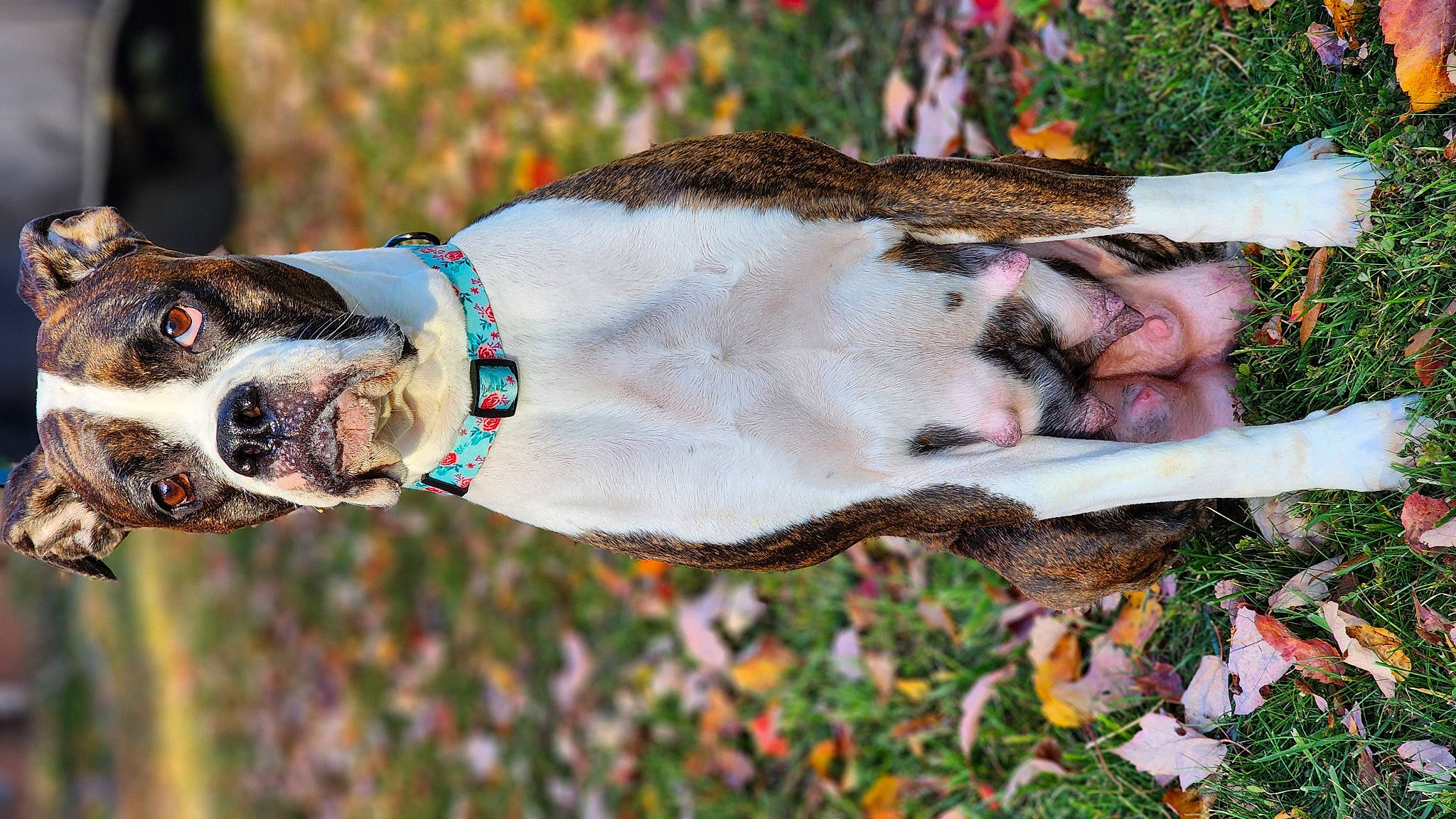 Raven is registered to the contest to win money with this photo: adventure, canidae, carnivore, collar, companion_dog, dog, dog_breed, dog_collar, dog_supply, fashion_accessory, fawn, grass, leash, plant, snout, sporting_group, tree, whiskers, working_animal, working_dog