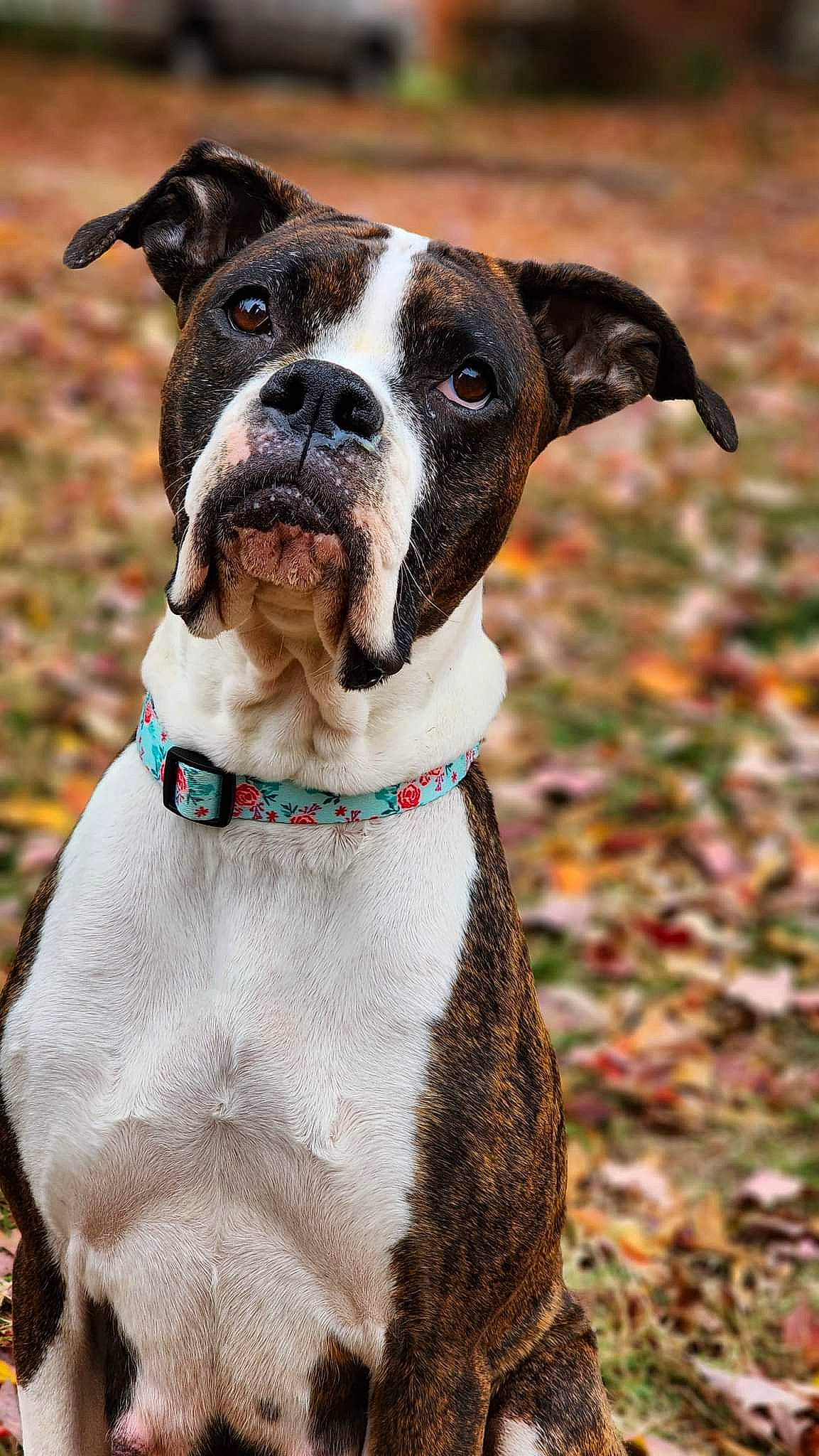 Raven joined the competition — help win amazing prizes! canidae, carnivore, collar, companion_dog, dog, dog_breed, dog_collar, dog_supply, electric_blue, fashion_accessory, fawn, fur, leash, non_sporting_group, pet_supply, snout, sporting_group, whiskers, working_animal, working_dog