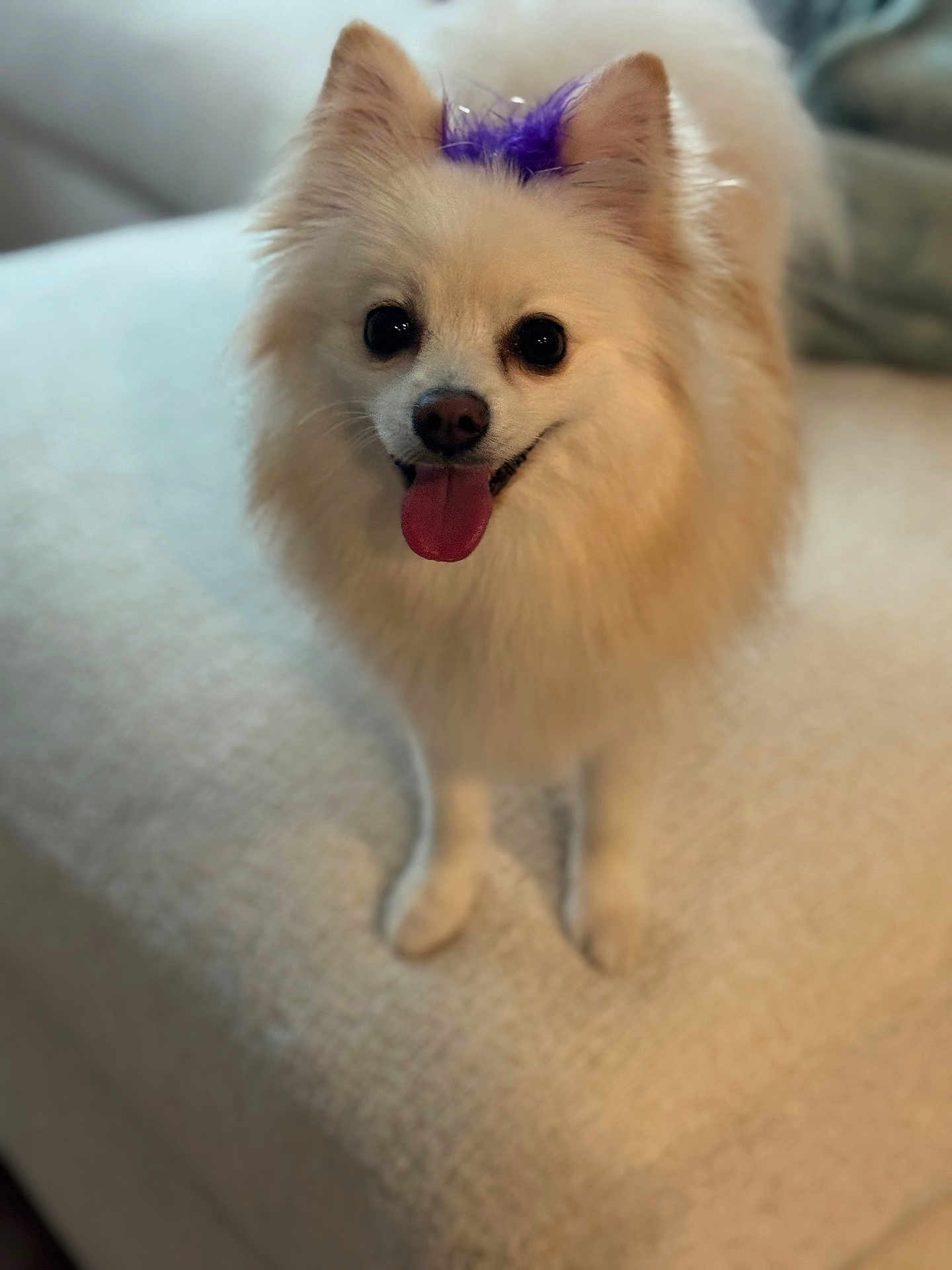 Ivory is registered to the contest to win money with this photo: dog, pomeranian, pet, white_fur, fluffy, tongue_out, happy, close_up, portrait, indoor, bed, blanket, ears, nose, eyes, paws, purple_accessory, domestic_animal, cute, smiling