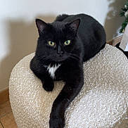 Mao participe au concours pour gagner de l'argent avec cette photo : cat, black_cat, pet, indoor, ottoman, textured_fabric, green_eyes, staring, paws, whiskers, furniture, tiled_floor, wall, cozy, portrait, domestic_cat, relaxed, sitting, ear, feline