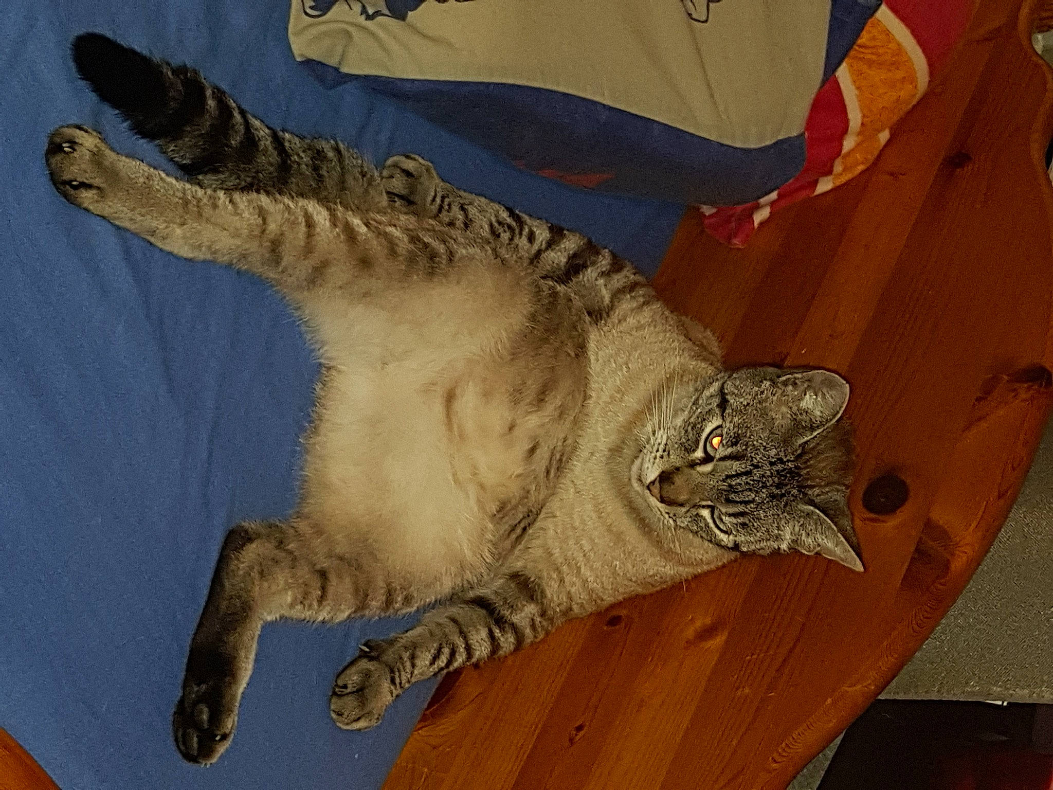 Pistache participe au concours pour gagner de l'argent avec cette photo : california_spangled, carnivore, cat, claw, domestic_short_haired_cat, european_shorthair, felidae, small_to_medium_sized_cats, tabby_cat, tail, whiskers